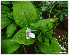 Pseuderanthemum carruthersii