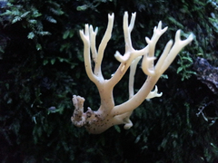 Ramaria stricta image