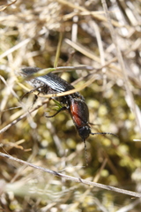 Selatosomus lateralis