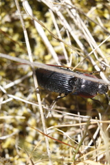 Selatosomus lateralis