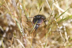 Selatosomus lateralis