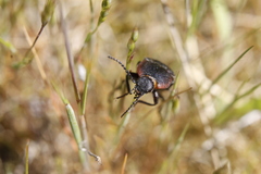 Selatosomus lateralis