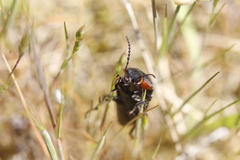 Selatosomus lateralis