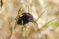 Selatosomus lateralis