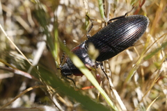 Selatosomus lateralis