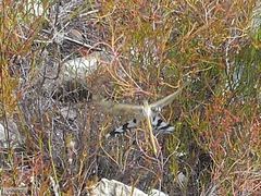 Palpares speciosus
