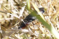 Selatosomus lateralis