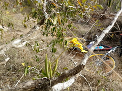 Trichocentrum cebolleta