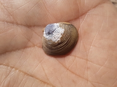 Corbicula largillierti