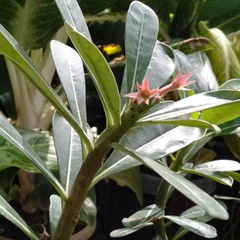 Neriinae