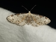Eupithecia ravocostaliata