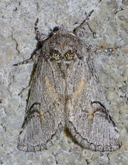 Astiptodonta aonides