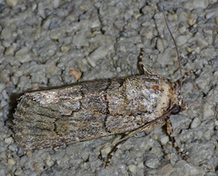 Sympistis induta