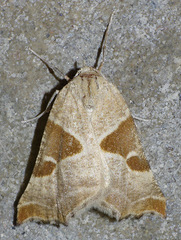 Plataea blanchardaria