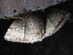 Amyna stellata