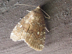 Amyna stellata