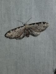 Eupithecia ravocostaliata