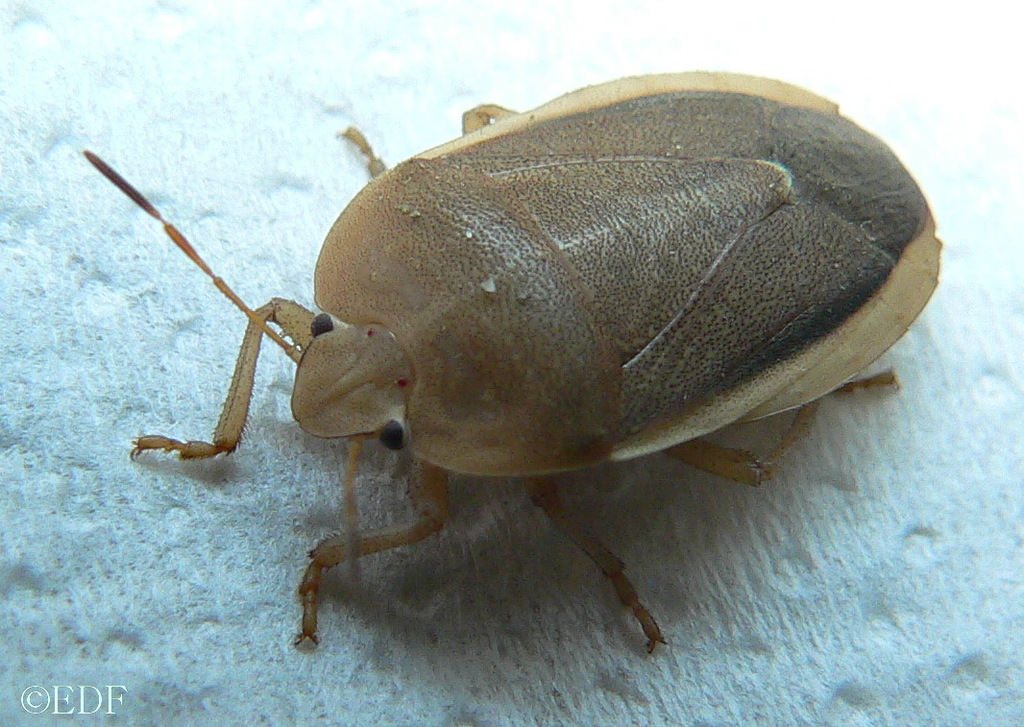 Delegorguella