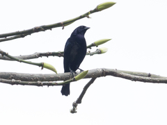 Molothrus bonariensis