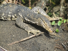 Varanus salvator salvator