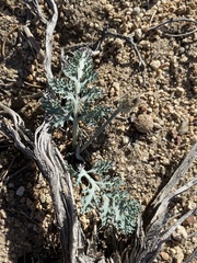 Vesper purpurascens