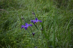 Irideae