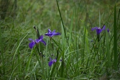 Irideae