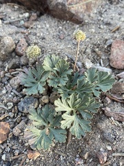Cymopterus ripleyi