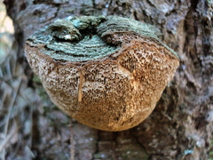 Phellinus chrysoloma