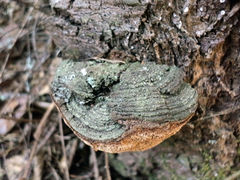 Phellinus chrysoloma