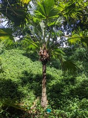 Pritchardia lowreyana
