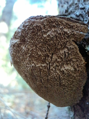 Phellinus chrysoloma