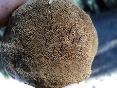 Phellinus chrysoloma