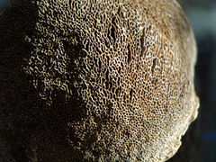 Phellinus chrysoloma