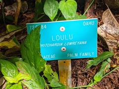 Pritchardia lowreyana