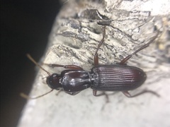 Stenomorphus californicus