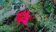 Euphorbia pulcherrima