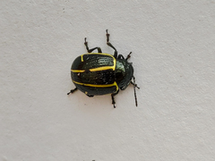 Cosmogramma kinbergi