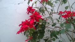 Euphorbia pulcherrima