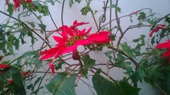 Euphorbia pulcherrima