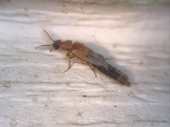 Distremocephalus texanus