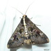 Sundowner Moth - Photo (c) Chrissie Fourie, some rights reserved (CC BY-NC), uploaded by Chrissie Fourie