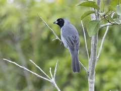 Schistochlamys melanopis