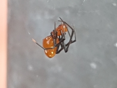 Argyrodes miniaceus