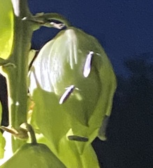 Tegeticula yuccasella