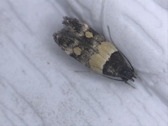 Triclonella determinatella