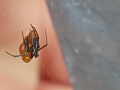 Argyrodes miniaceus