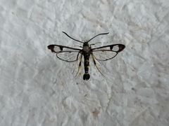 Synanthedon caucasica