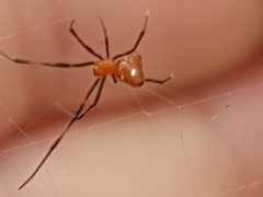 Argyrodes miniaceus
