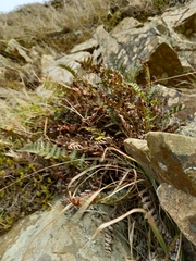 Polystichum oculatum